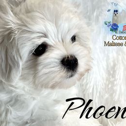 AKC Phoenix - White male Maltese puppy in Bennettsville, South Carolina from Cottonwood Maltese