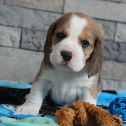 Boston - Black tan and white male Beagle puppy in Morrill, Kansas from Kelle Beagles
