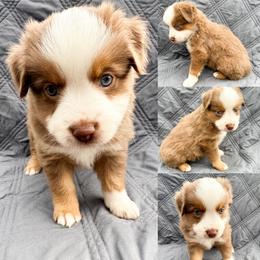 Red tri female 1 - Red tri female Miniature Australian Shepherd puppy in Brooker, Florida from Honey, I Shrunk the Aussies