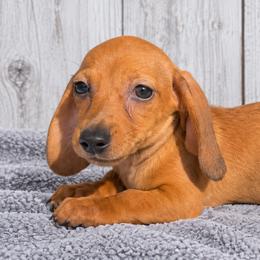 Brie - Red female Dachshund puppy in Warm Springs, Arkansas from Seven Hills Arkansas