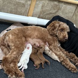 Goldendoodle puppies from Rocks & Roses Doodles