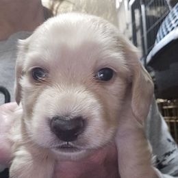 Middle ee cream longhair boy - Cream male Dachshund puppy in Lyle, Washington from Wines Wienery