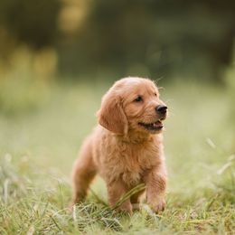 Golden Retriever Puppies from Stellar Acres Golden Retrievers