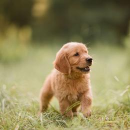 Golden Retriever Puppies from Stellar Acres Golden Retrievers