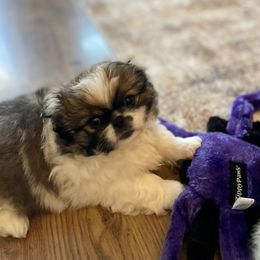Pekingese Puppies from Della Serra Pekingese