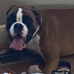Boxers from Valiant Boxers