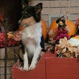 Sophie - Black white and tan female Shetland Sheepdog puppy in Altha, Florida from Hill Top Shelties