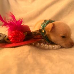 Winnie - Cream female Chihuahua puppy in Seneca, Missouri from Stephanie’s Puppy Colony