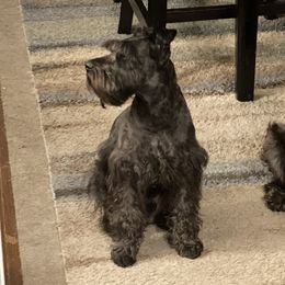Bex - Miniature Schnauzer