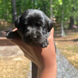 Dahlia - Black female Labrador Retriever puppy in Carthage, North Carolina from Wicked Pines Retrievers
