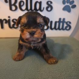 Axel - Black and tan male Yorkshire Terrier puppy in Clermont, Florida from Bella's Prissy Butts