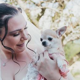 Chihuahuas from Blissful’s Chihuahuas