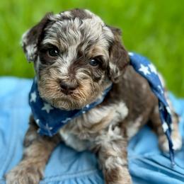 Orange - Merle male Goldendoodle puppy in Hesperia, Michigan from Red Acres Poodles & Doodles