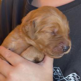 Yellow - Dark golden female Golden Retriever puppy in Smithfield, Utah from Golden Palms Puppies
