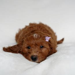 Goldendoodle Puppies from Blissful Doodles