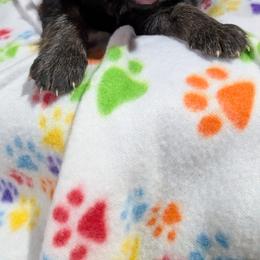 German Shepherd Puppies from McLaughlin German Shepherds