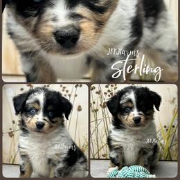 4 Sterling, BMM - Blue merle male Miniature American Shepherd puppy in Huntington, Texas from JKKJ Farms, LLC