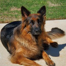 Fara - German Shepherd