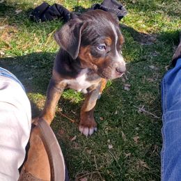 Catahoula Leopard Dog Puppies from ZM Catahoulas