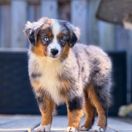 Miniature American Shepherds and Toy Australian Shepherds from Fifth Avenue Australian Shepherds