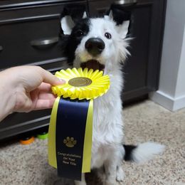 Border Collie Puppies from Beyond City Lights