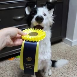 Border Collie Puppies from Beyond City Lights