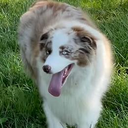 Australian Shepherds from Lazy J Aussies