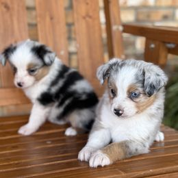 Toy Australian Shepherd puppies from Double R farms
