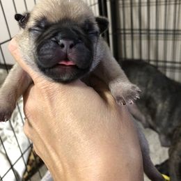 Cane Corso and French Bulldog Puppies from Perry’s Cane Corso and French bulldogs