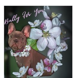 French Bulldog Puppies from Bully For You Kennels