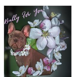 French Bulldog Puppies from Bully For You Kennels