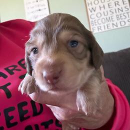 Ee  chocolate based cream possible clear cream - Cream female Dachshund puppy in Swanton, Ohio from Mighty But Mini Dachshunds