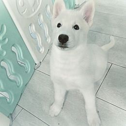Siberian Huskies from White Siberian Husky
