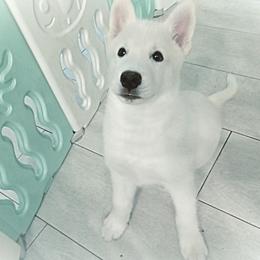 Siberian Huskies from White Siberian Husky