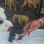 Lottie - Black and white male Shichon puppy in Norfolk, Virginia from Reynolds family