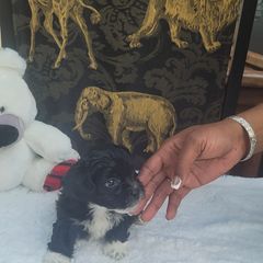 Lottie - Black and white male Shichon puppy in Norfolk, Virginia from Reynolds family