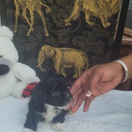 Lottie - Black and white male Shichon puppy in Norfolk, Virginia from Reynolds family