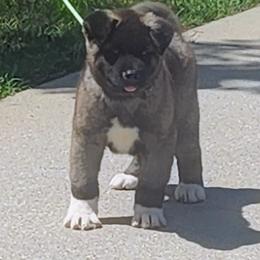 Akita Puppies from Magnolia Akitas