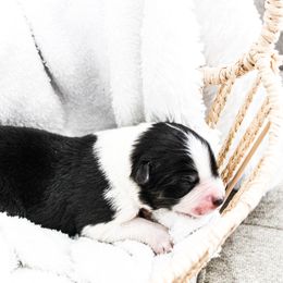 Miniature Australian Shepherd Puppies from Yarborough Kennels