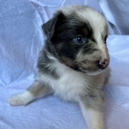 Australian Shepherd, Miniature Australian Shepherd, and Toy Australian Shepherd Puppies from V5 Mini Aussies