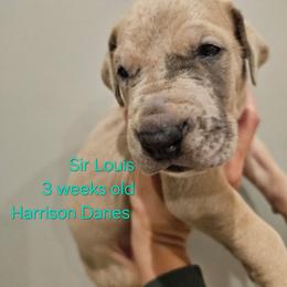 Louis - Merle male Great Dane puppy in Grass Lake, Michigan from Harrison Danes
