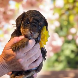 Dani Yellow - Phantom female Bernedoodle puppy in Vernon, Texas from Sugarland's Texas Goldendoodles