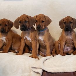 Rhodesian Ridgeback Puppies from Tifari Rhodesian Ridgebacks