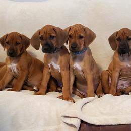 Rhodesian Ridgeback Puppies from Tifari Rhodesian Ridgebacks