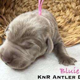Bluie - Chocolate female Labrador Retriever puppy in Grants Pass, Oregon from KnR Antler Dogs