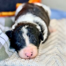Nova - White and black female Bordoodle puppy in Eastman, Georgia from Dood B Ranch