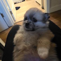 Harper - Black and brindle female Pomeranian puppy in Littleton, Colorado from Blaylock's Pomeranian Puppies