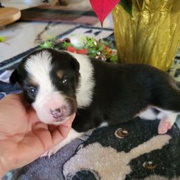 Gust - Tri-color male Border Collie puppy in Morgan, Texas from Shooting Star Ranch