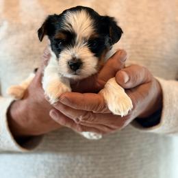 Biewer Terrier Puppies from Dunes Pups