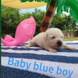 Labrador Retriever Puppies from Texas Finest English Labradors